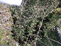 otte Scorciavacca20110306 124